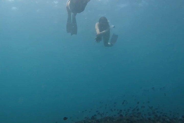 バリ島最大のサンゴ再生サイトでのサンゴ植物とシュノーケリング