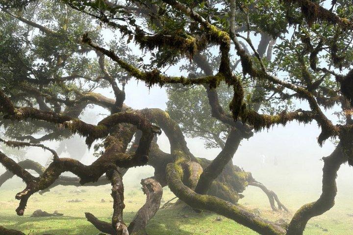 Fanal Forest, Skywalk & Lava Pools : West Madeira 4x4 Expedition