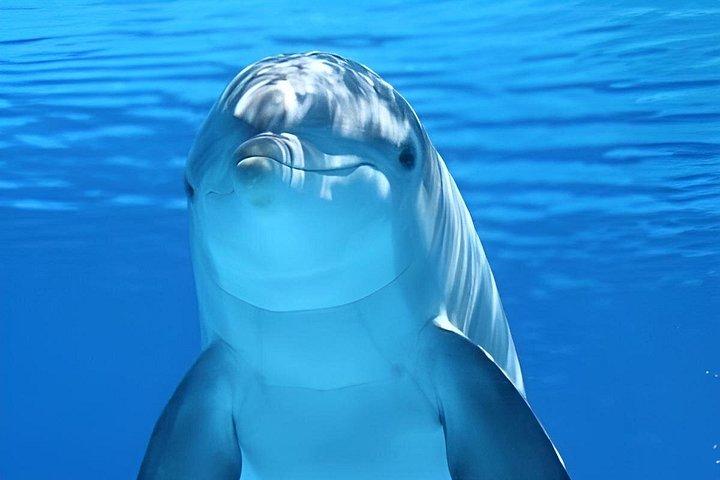 ザンジバルイルカシュノーケリングタートルとケンドワサンセット