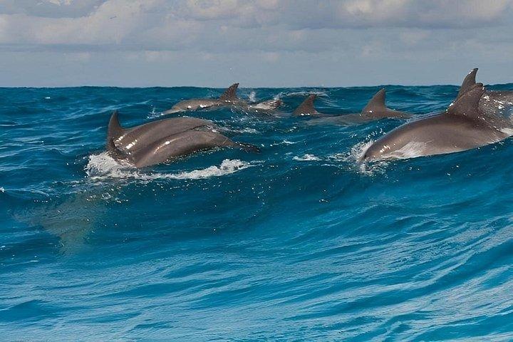 ザンジバルイルカシュノーケリングタートルとケンドワサンセット