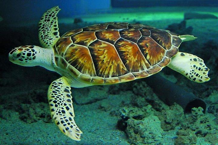 ザンジバルイルカシュノーケリングタートルとケンドワサンセット