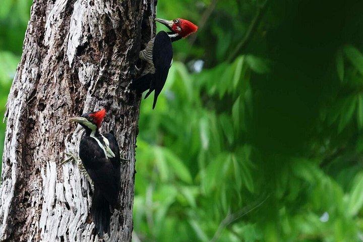 アマゾンジャングルとイパネマ湖2日間小旅行