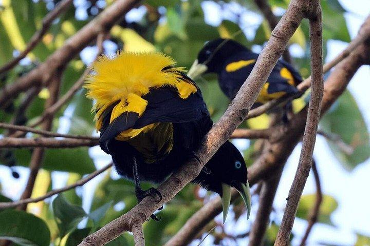 アマゾンジャングルとイパネマ湖2日間小旅行