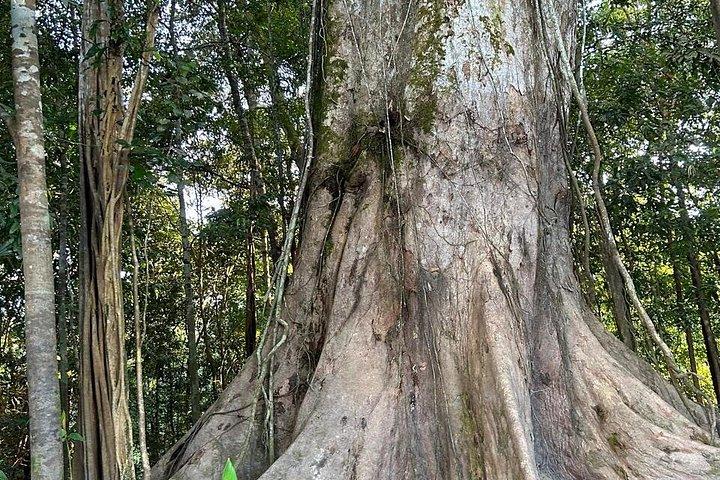 アマゾンジャングルとイパネマ湖2日間小旅行