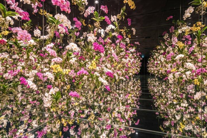 Private Tour durch Tokio: teamLab Planets & Tsukiji-Markt