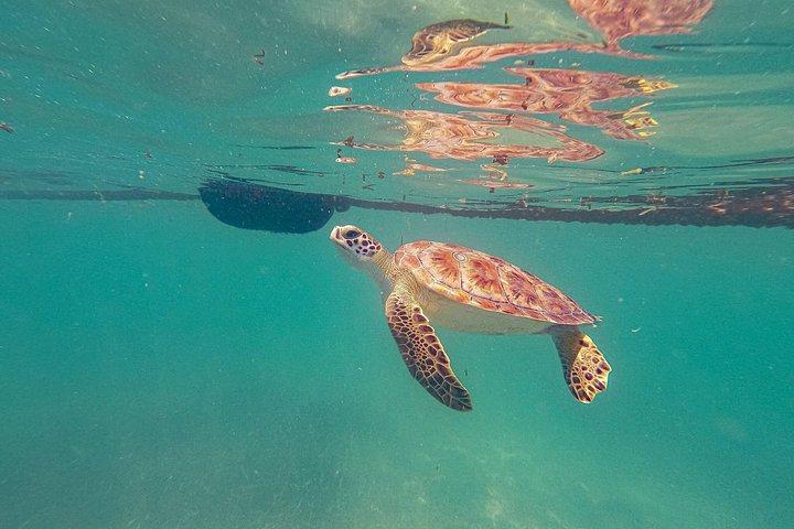 Akumal turtles sanctuary and go pro photos