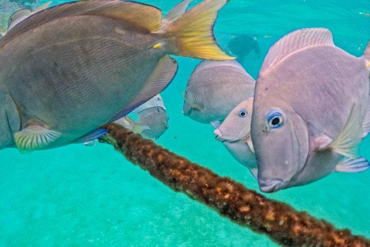 Akumal turtles sanctuary and go pro photos