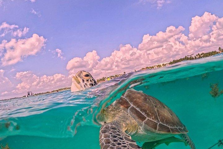 Akumal turtles sanctuary and go pro photos