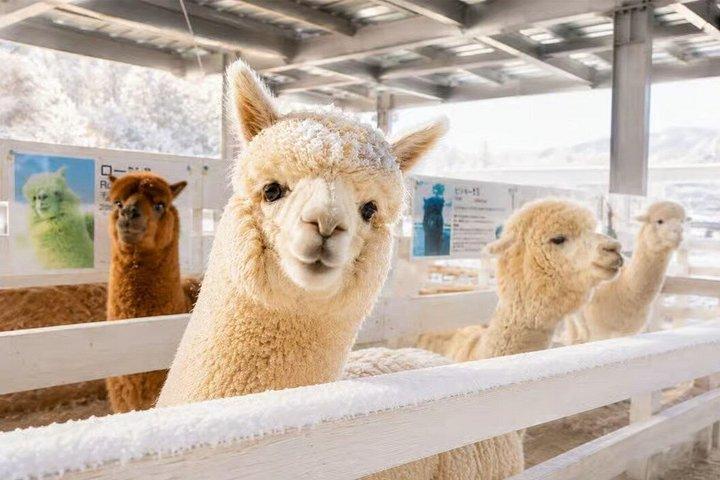 札幌発:雪遊び 白ひげの滝 ニンゲルテラス日帰りツアー