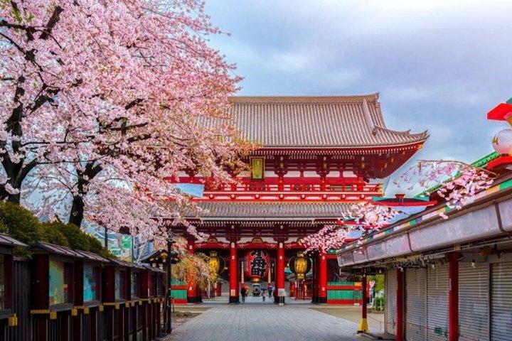 Tour privato di un'intera giornata a Tokyo con Guida Inglese