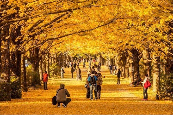 Tokyo Full Day privat tur med engelsk guide