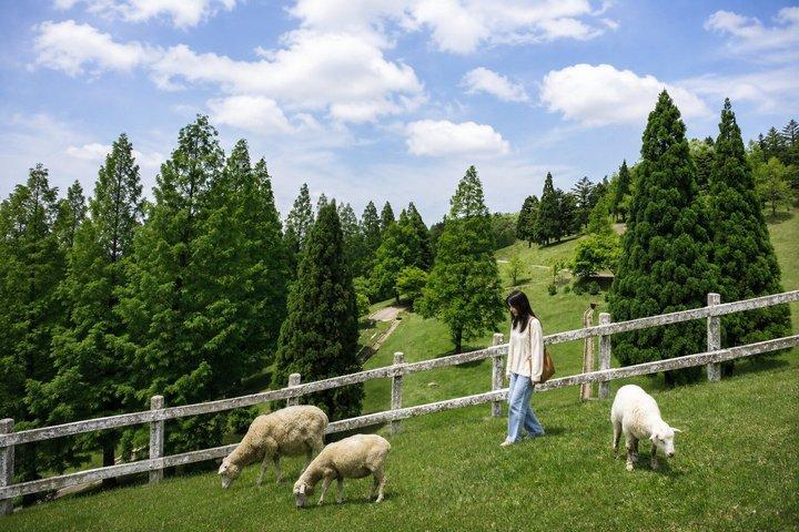 Private Mt Rokko Pasture Arima and Mt Maya Night View Tour