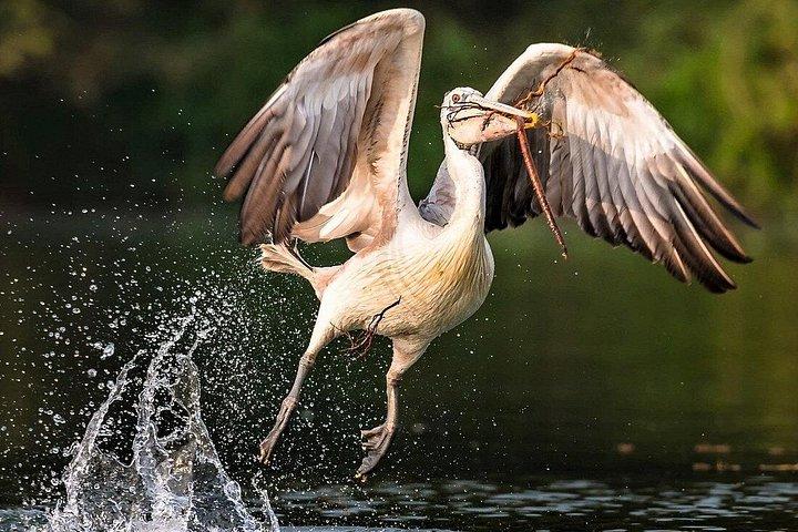 Full-Day Prek Toal Bird Sanctuary & Floating Village Private Tour