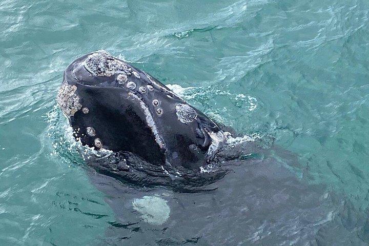 Whale Watching Tour in Hermanus with Hotel Pickup(private)