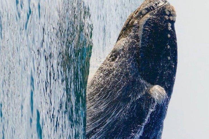 ホテル送迎付きエルマヌスでのクジラウォッチングツアー(プライベート)