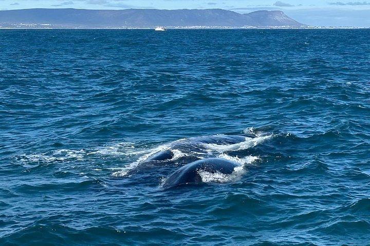 ホテル送迎付きエルマヌスでのクジラウォッチングツアー(プライベート)