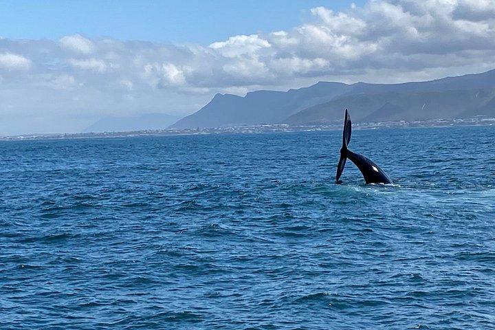 ホテル送迎付きエルマヌスでのクジラウォッチングツアー（プライベート）
