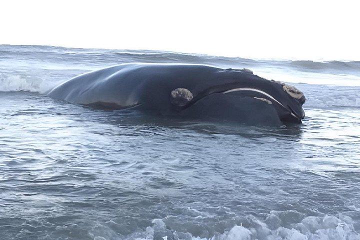 ホテル送迎付きエルマヌスでのクジラウォッチングツアー（プライベート）
