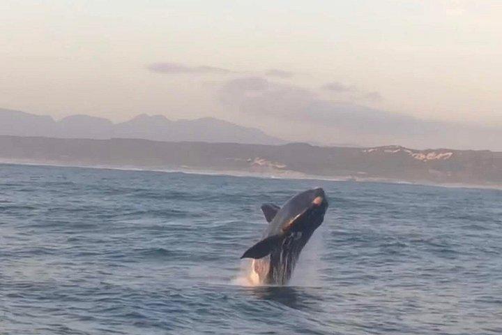 ホテル送迎付きエルマヌスでのクジラウォッチングツアー（プライベート）