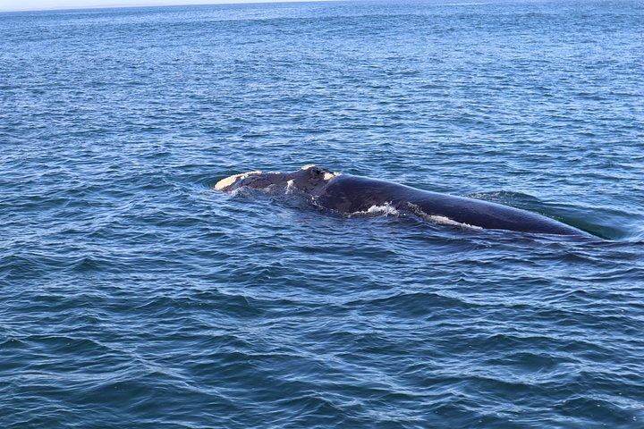ホテル送迎付きエルマヌスでのクジラウォッチングツアー（プライベート）