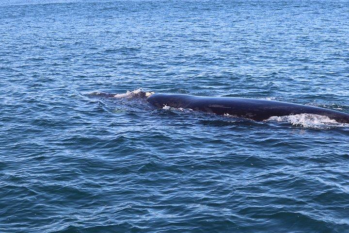ホテル送迎付きエルマヌスでのクジラウォッチングツアー（プライベート）