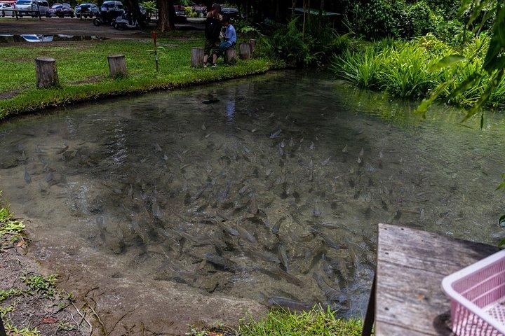プライベートチェンマイスティッキー滝とダンテワダカフェツアー