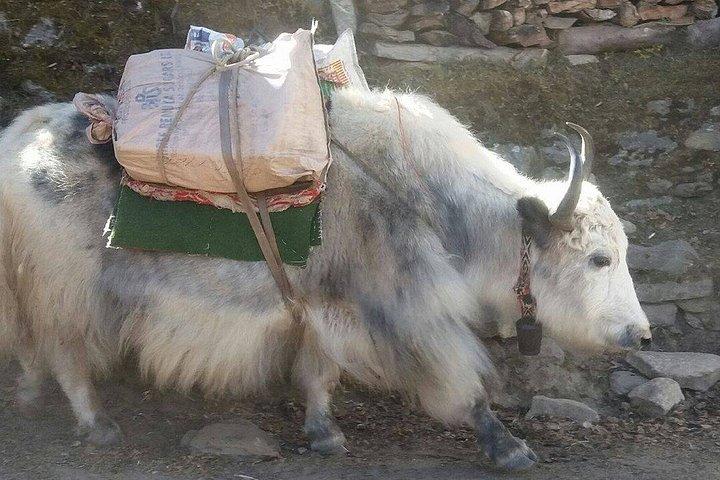 Everest Base Camp Private Trek in Nepal