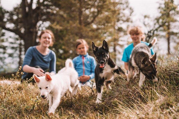Puppy Training Experience at a Husky Farm in Tromso