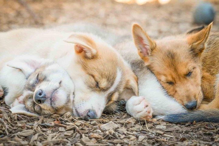 Expérience de formation d'un chiot dans une ferme de huskies à Tromsø