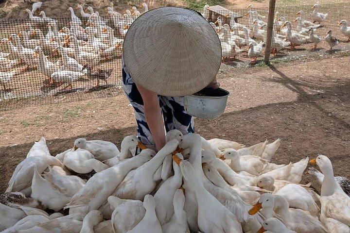 ホイアン：面白いダックストップ田園ファンファーム訪問