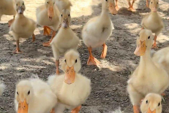 ホイアン:面白いダックストップ田園ファンファーム訪問