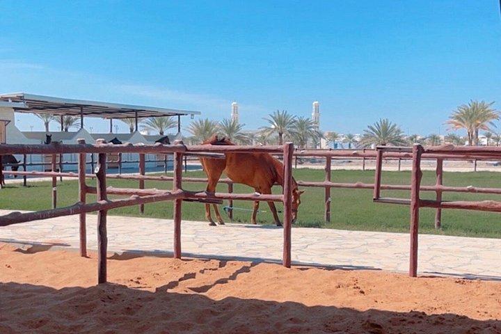 From Muscat: 3-Days Oman tour with Local guide