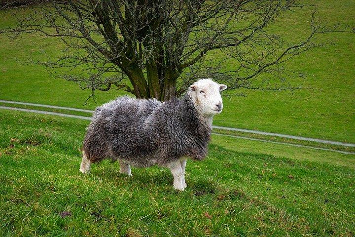 Private Tour: The Lake District from Liverpool