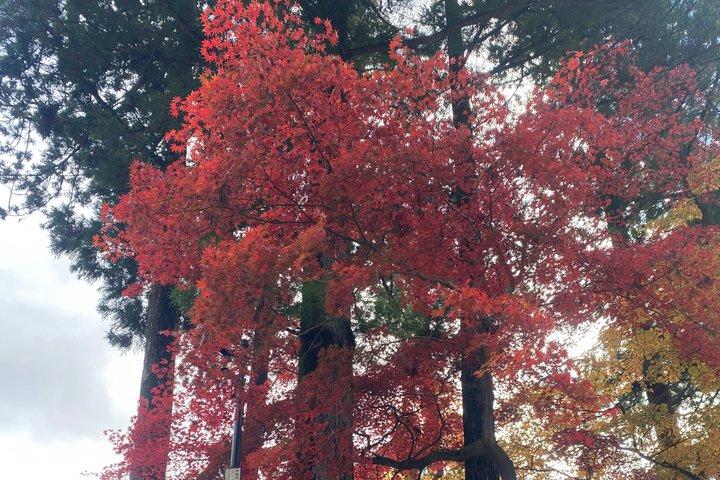 東京民間日光神社と自然日帰りツアーから