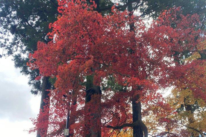 東京民間日光神社と自然日帰りツアーから