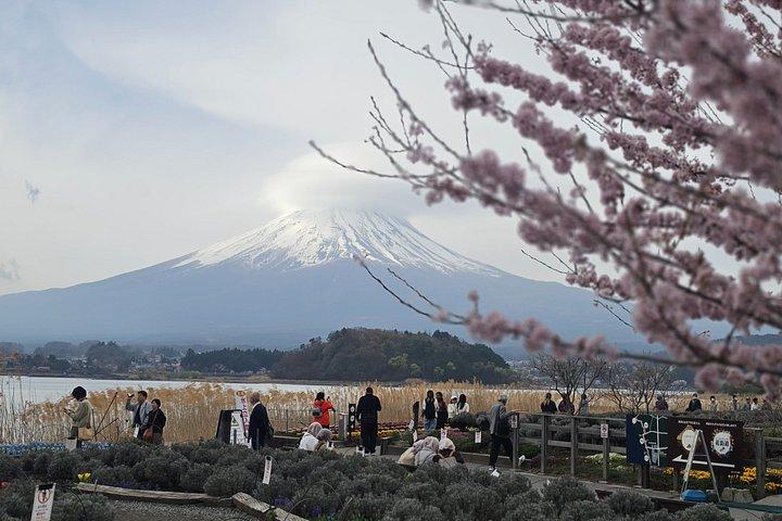 東京発：英語ガイド付き富士山プライベートカスタマイズツアー
