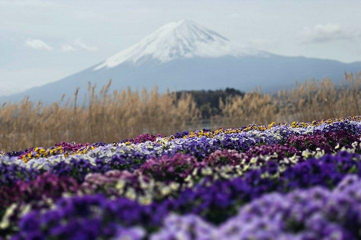 東京発：英語ガイド付き富士山プライベートカスタマイズツアー