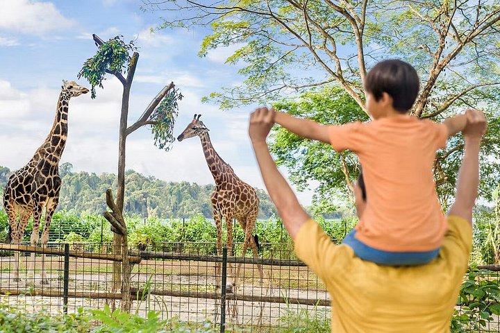 Bilhetes para o Zoo de Singapura com passeios ilimitados de eléctrico
