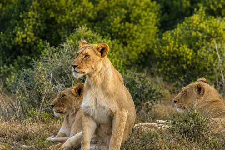2 Day Schotia Safari Tour in Port Elizabeth