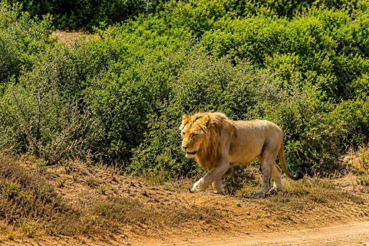 2 Day Schotia Safari Tour in Port Elizabeth