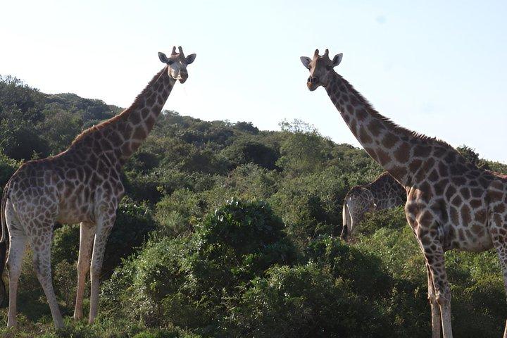 2 Day Schotia Safari Tour in Port Elizabeth