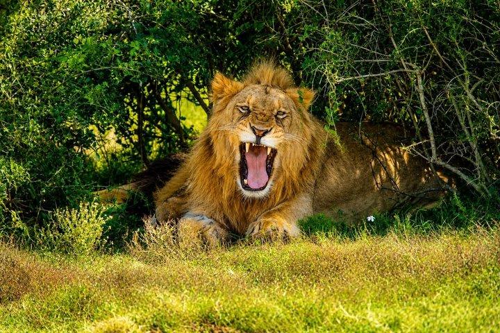 Safari de dientes y garras de Schotia: la mejor experiencia de vida silvestre Big5