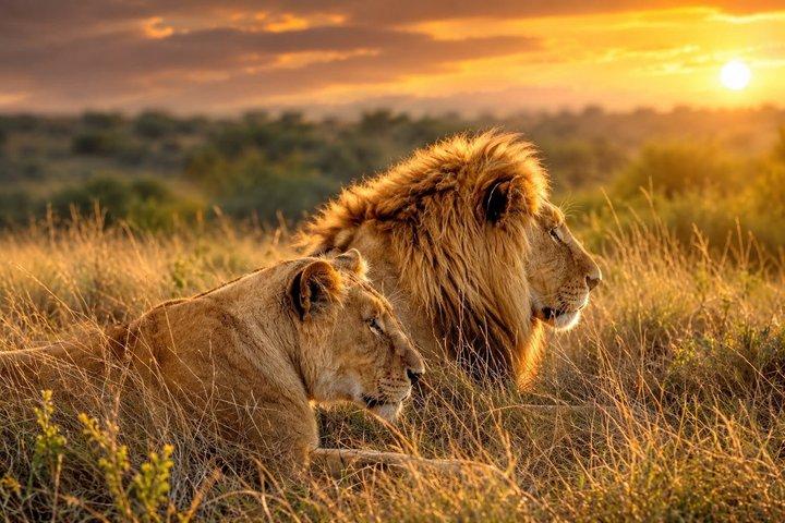 Safari de dientes y garras de Schotia: la mejor experiencia de vida silvestre Big5