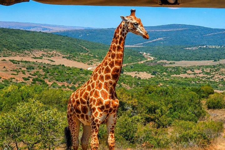 Safari de dientes y garras de Schotia: la mejor experiencia de vida silvestre Big5