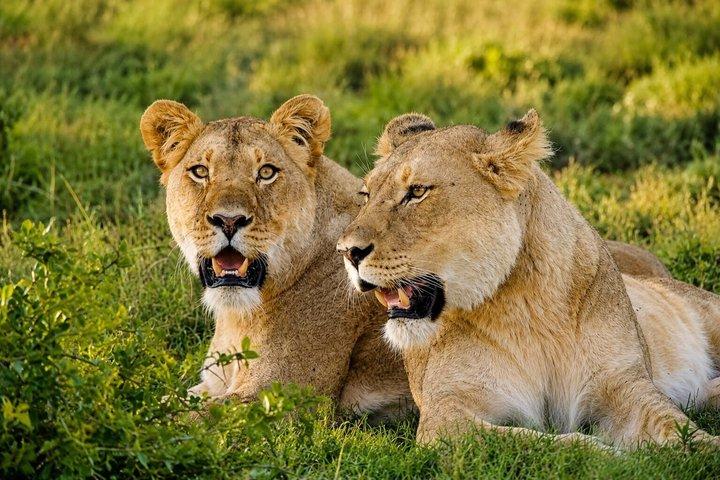 Safari de dientes y garras de Schotia: la mejor experiencia de vida silvestre Big5