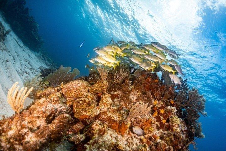 Isla Mujeres Beginner/Family Scuba Diving Experience