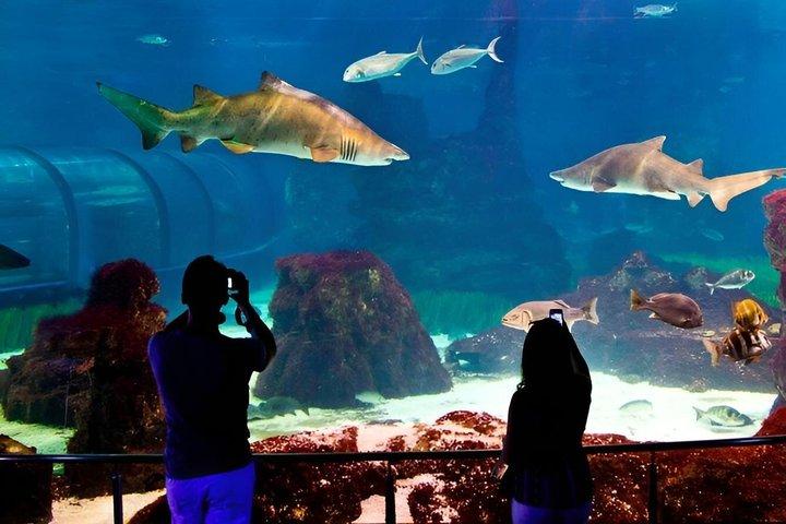 Skip the line Barcelona Aquarium toegangsbewijs