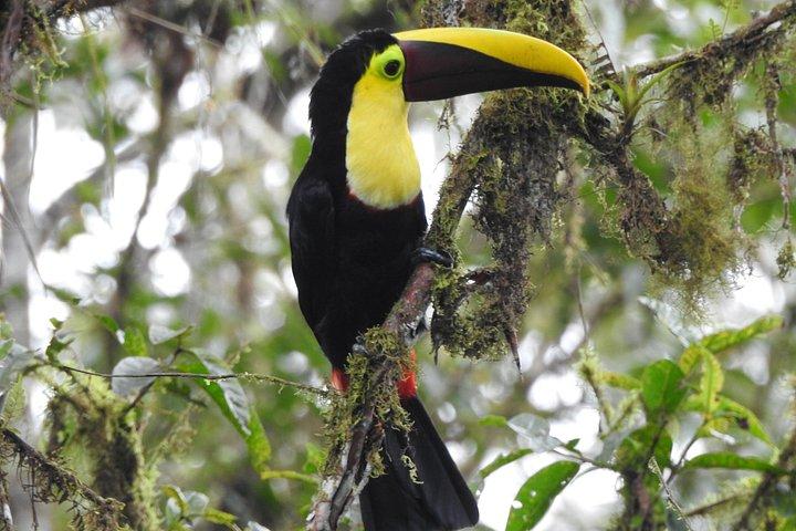 Private Mindo Cloud Forest with Birdwatching and Photography