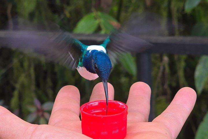 Foresta privata delle nuvole di Mindo con birdwatching e fotografia