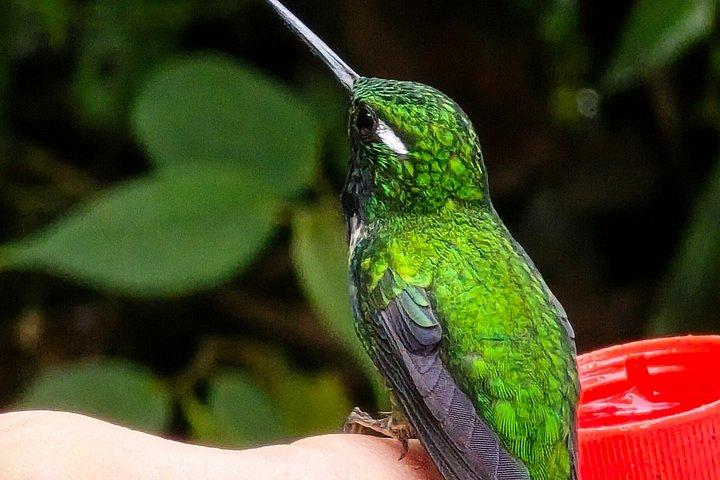 Foresta privata delle nuvole di Mindo con birdwatching e fotografia